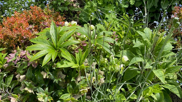 Garden hellebores